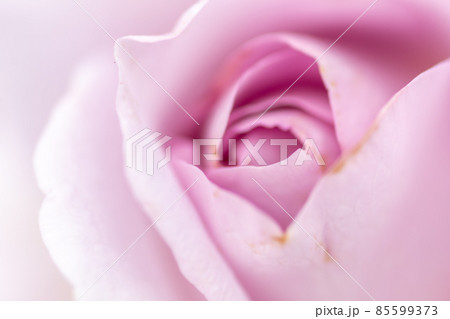 大阪府中之島公園のピンク色のバラ 85599373