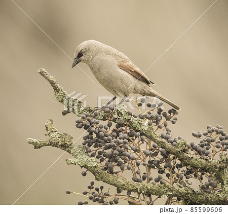 Bay winged Cowbird 85599606