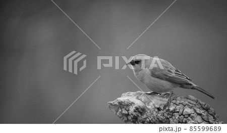 Bay winged Cowbird 85599689