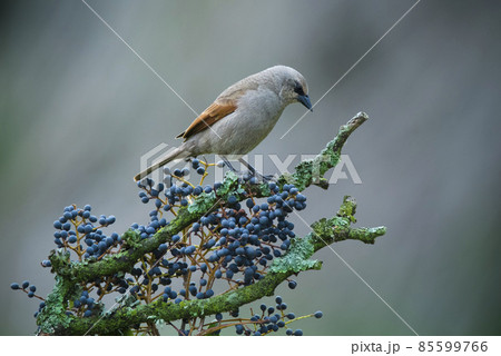 Bay winged Cowbird Bay winged Cowbird 85599766