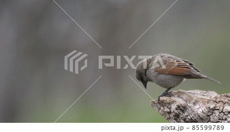 Bay winged Cowbird 85599789