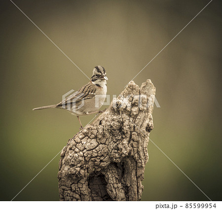 Rufous collared Sparrow, Pampas, Patagonia, Argentina 85599954