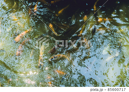 Many of catfishes in pond. 85600717