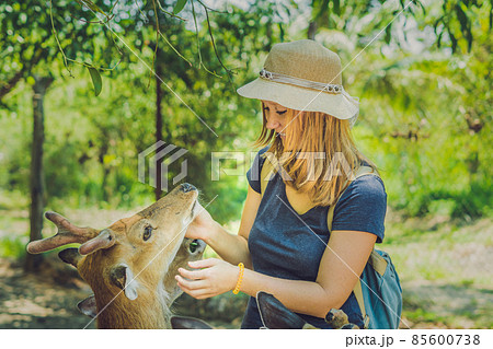 Young woman feeding beautiful deer from hands in a tropical Zoo 85600738
