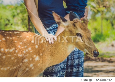 Mother and son feeding beautiful deer from hands in a tropical Zoo 85600742