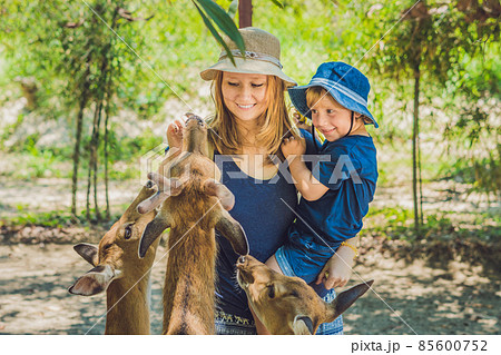 Mother and son feeding beautiful deer from hands in a tropical Zoo 85600752