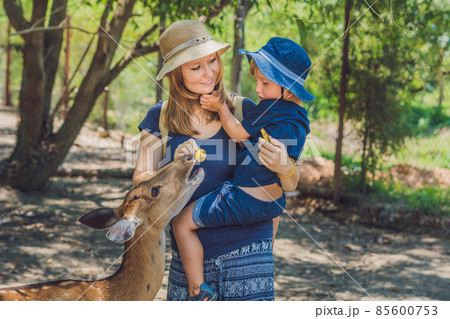 Smooth rocks and pond on a tropical forest background 85600753