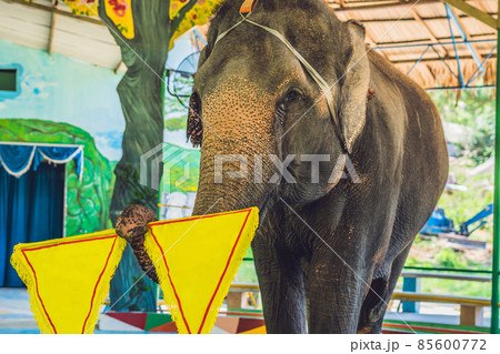 The elephant holds a yellow tissue of a copy of the space 85600772