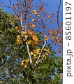 紅葉と青空 85601197