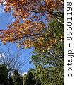 紅葉 85601198