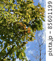紅葉 85601199