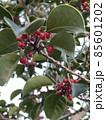 赤い木の実 85601202