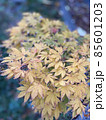 紅葉 85601203