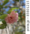ピンクのバラ 85601215
