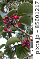 赤い実 85601217