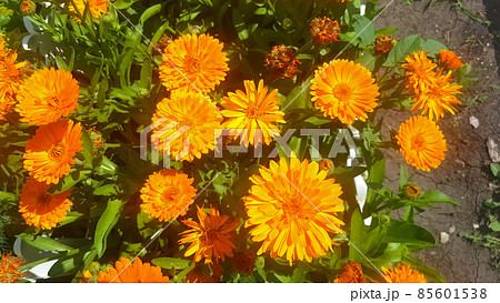 orange calendula flowers in a light wind on a sunny day against a background of green grass. Close-up 85601538