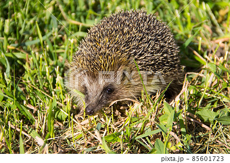 Young prickly hedgehog in green grass 85601723