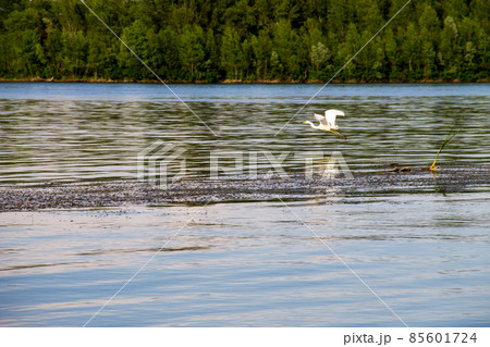 Little egret or white heron (Egretta garzetta) in flight over the river Dnieper 85601724