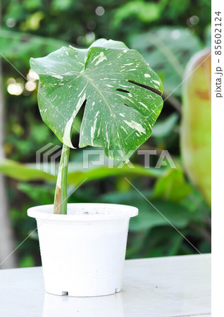 Monstera, Herricane plant or Swiss cheese plant or Monstera thai constellation 85602124