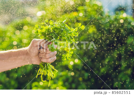 Hand holding Cilantro in the farm And splashing water Sunrise 85602551