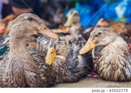 duck for sale on the Vietnamese market. Asian cuisine concept duck for sale on the Vietnamese market. Asian cuisine concept 85602579