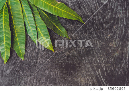 Mango leaves on an old wooden background Mango leaves on an old wooden background 85602895