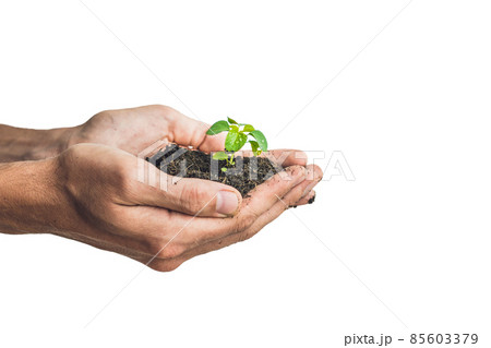 Hands holding young green plant, Isolated on white. The concept of ecology, environmental protection 85603379