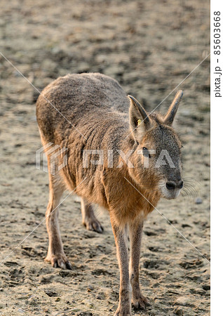 Dolichotis patagonum in the zoo, an animal of the genus Rodent. 85603668