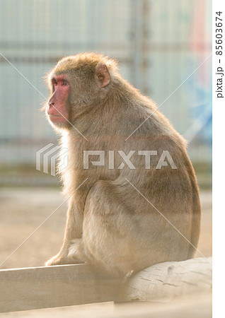 Japanese macaques and their life in a zoo, primates in a cage. Japanese macaques and their life in a zoo, primates in a cage. 85603674
