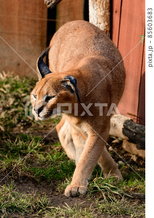 Close up of a caracal, a rare species of cat. 85603683
