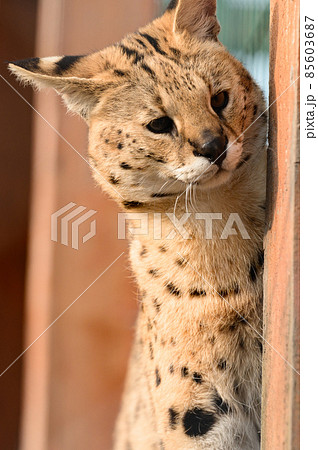 Serval cat in the Ukrainian zoo, a rare species of cat. Serval cat in the Ukrainian zoo, a rare species of cat. 85603687