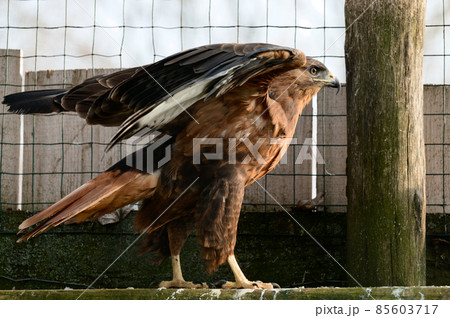 steppe buzzard of a number of falcons, a Red Book bird that lives in mountainous and steppe areas. steppe buzzard of a number of falcons, a Red Book bird that lives in mountainous and steppe areas. 85603717