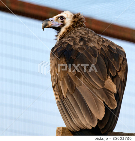 Life of a vulture in captivity, an isolated bird in a zoo, zoos of Ukraine. Life of a vulture in captivity, an isolated bird in a zoo, zoos of Ukraine. 85603730