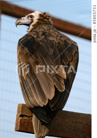 Life of a vulture in captivity, an isolated bird in a zoo, zoos of Ukraine. Life of a vulture in captivity, an isolated bird in a zoo, zoos of Ukraine. 85603731