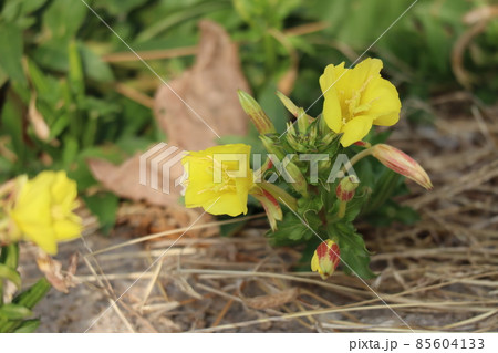 黄色のマツヨイグサの花の咲く風景 85604133