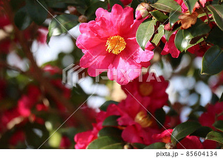 光のあたる赤色の山茶花の花の咲く風景 85604134