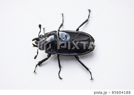 hornless female stag beetle. Lucanus cervus, the European stag beetle, is one of the best-known species of stag beetle family Lucanidae in Western Europe. Red List. 85604188