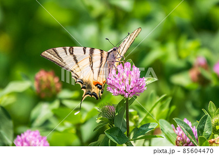 Beautiful Butterfly Scarce Swallowtail, Sail Swallowtail, Pear-tree Swallowtail, Podalirius. Latin name Iphiclides podaliriu. Butterfly collects nectar on flower. 85604470