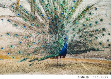 Peacock spreading the beautiful tail in the park Peacock spreading the beautiful tail in the park 85605055