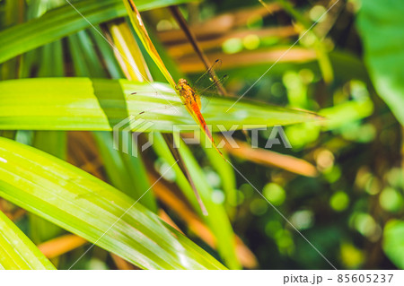 Dragonfly in tropical garden on a green leaf 85605237