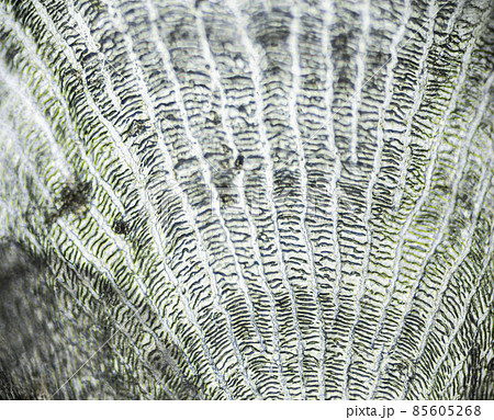 Natural marine fish scale under a microscope, fish scale close up 85605268