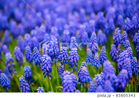 Muscari neglectum flowers Muscari neglectum flowers 85605343