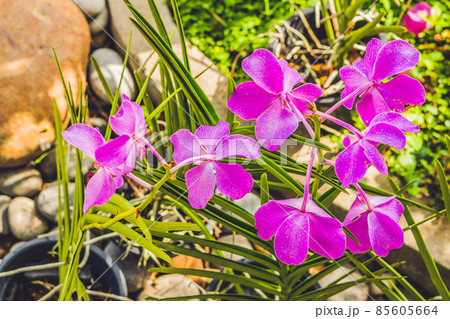 A Beautiful purple and pink Orchids flower on a branch hanging in the air A Beautiful purple and pink Orchids flower on a branch hanging in the air 85605664