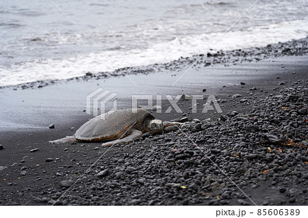 ハワイ島プルナウビーチのウミガメ ハワイ島プルナウビーチのウミガメ 85606389