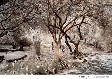 Jungle Path Jungle Path 85606676