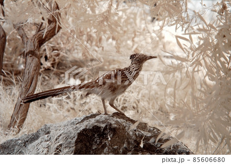 Roadrunner Roadrunner 85606680