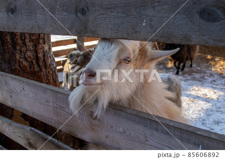 funny mountain goat close-up on a winter farm. 85606892