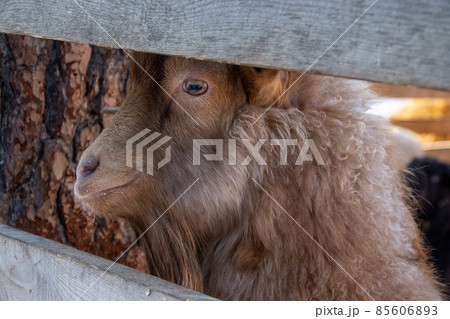 funny mountain goat close-up on a winter farm. 85606893