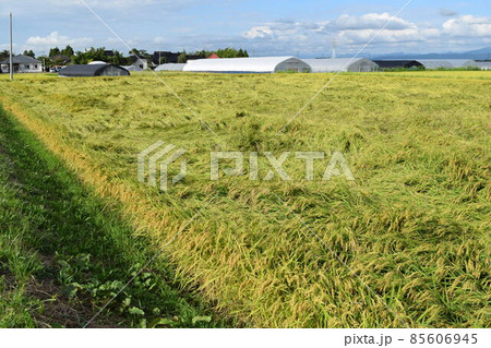 風水害の被害にあった稲穂 85606945