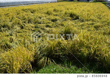 風水害の被害にあった稲穂 85606948